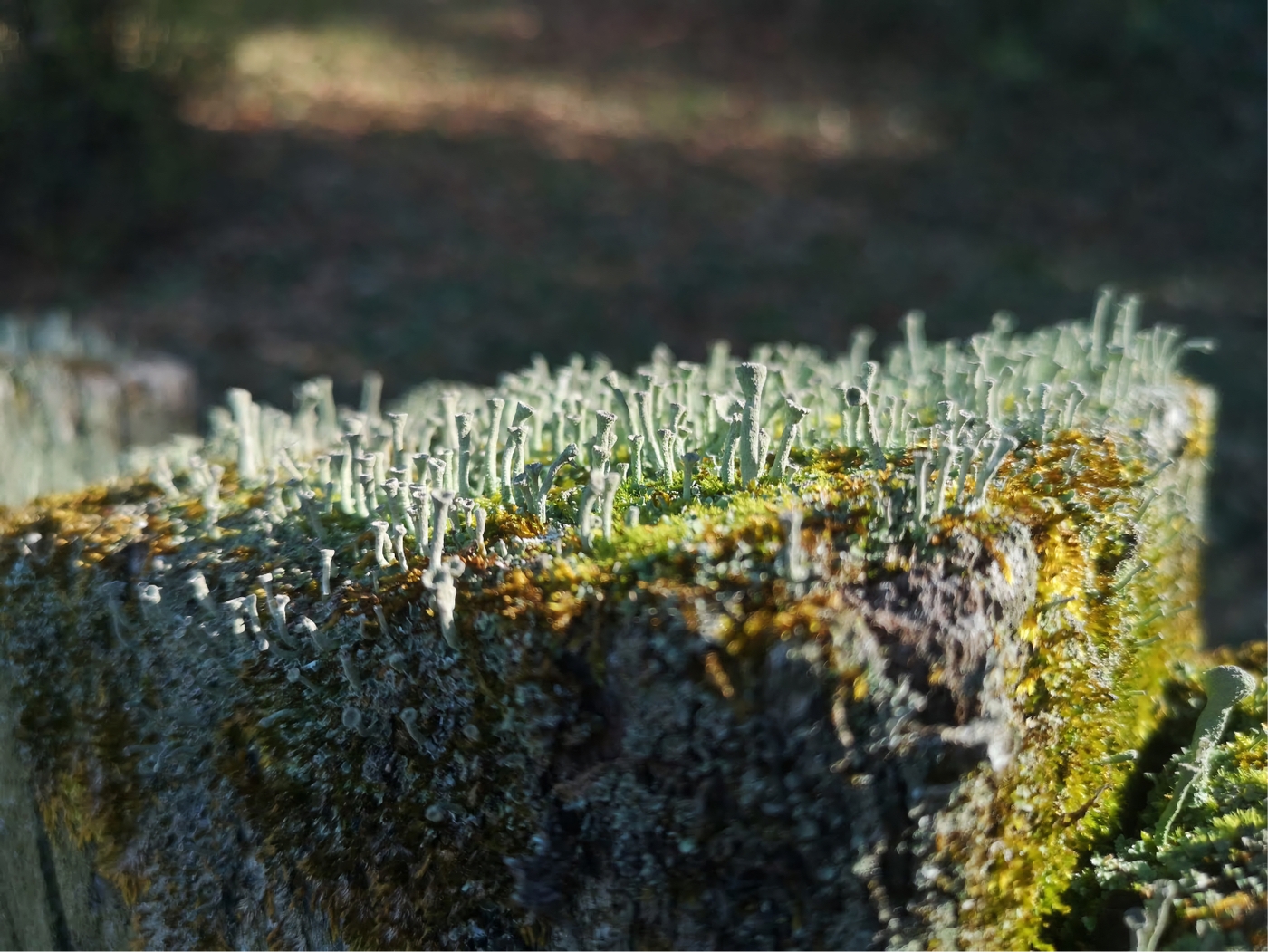Wild nature, In the immense universe, there is no single way of seeing nature: each vantage point opens up new possibilities for understanding and relating to the world.

&nbsp;

https://vimeo.com/1198106916?share=copy&fl=sv&fe=ci

&nbsp;